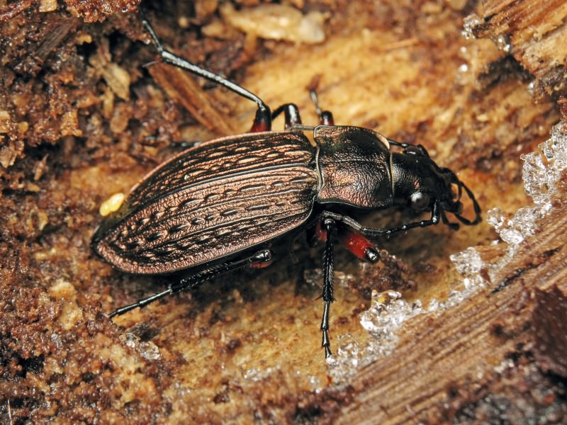 granulatus Linne, 1758